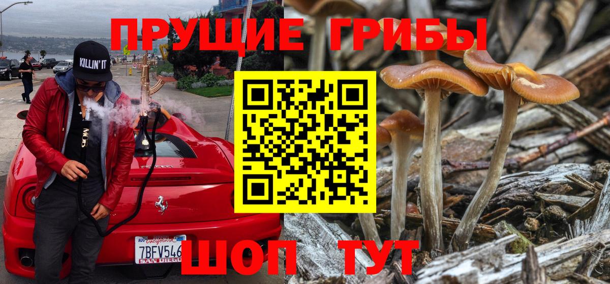Галлюциногенные грибы Psilocybe Воткинск